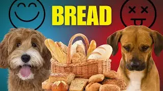 Can Dogs Eat Bread? The Truth About Different Types of Bread for Dogs!