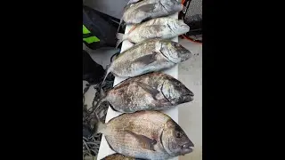 Jornada de pesca a los sargos con la chumbadinha