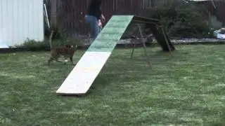 Chihuahua and Bengal cat agility