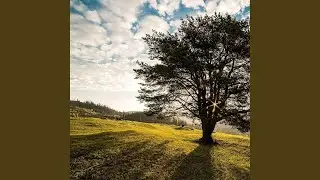 From Ashes to Beauty