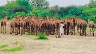 Camels of Thar desert going to jungle || camels life in desert #animals #camellife #camel #desert