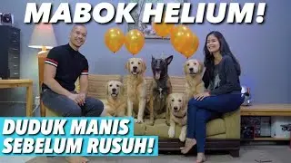 HELIUM CHALLENGE GAGAL! THE GOLDEN FAMILY