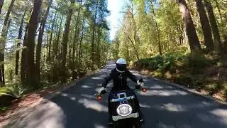 Harley Davidson Soft Tail Slim in the trees