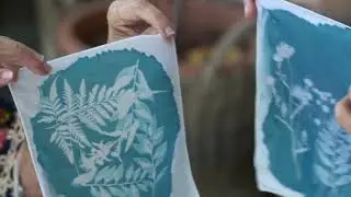 Cyanotype postcard printing with pressed flowers