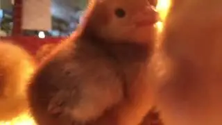 Chicks Up Close : Facebook Live