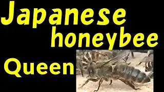 swarming of Japanese honeybees & capturing them　ニホンミツバチの分蜂入居 & 捕獲