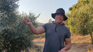 ZEYTİN SULANMASA DA OLUR MU?  SUYA RAĞMEN NEDEN BURUŞUR?