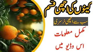 Orange nursery in pakistan // Orange Garden in farming in pakistan // Orange best variety #orange