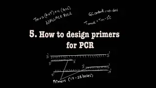 How to design primers for PCR