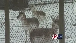 Weather at the Roger Williams Park Zoo