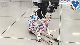Rescue Abandoned Dog is Permanently Paralyzed Was Found On The Street.