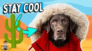 The Myth of Clipping Your Dog's Coat in Summer...