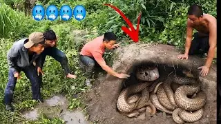 5 Brave Experts Catch 100 Giant Cobra With Their Hands