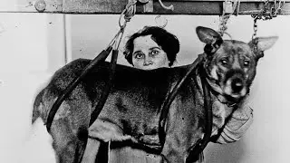 SHOCKING Dog Experiments in the USSR: Genius Discoveries or Cruel Science?!