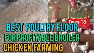 Big Farmers Hide This! The Best Poultry Floor for Broiler Profit & Reusable Second Value!