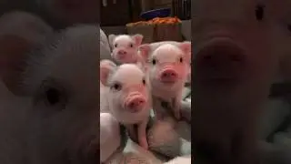 Cutest Tiny Piglets You've Ever Seen! 🥰🐷 #cutepiglets #minipig #funnyanimals