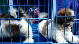 SHIH TZU MALE & FEMALE 2 M0NTHS II BY:JLT2008