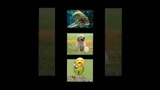 ducks are the GOAT!!  #duck #chickendish #goose #dog #fly #walk #swim #shorts #BDBDUCKS