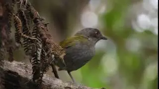 Dusky Hemispingus (Bush-Tanager) at San Tadeo Mindo, Ecuador