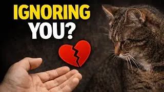 Why Your Cat Suddenly Ignores You (It&rsquo;s Not Personal)