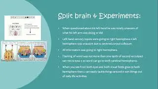 Roger Sperry experiments on Split brain. DIVIDED BRAIN WITH RESULTS.