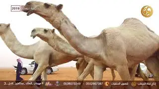 الفرديات جمره و حشاره - لمالك الابل سعود قاعد براك الجياشي الحارثي 2019