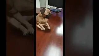 Google 3D: Cute Pug Sitting On Office Table