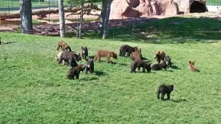 Bear Country USA Wildlife Walkway | South Dakota