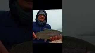 Форелевый ажиотаж на швейцарском горном озере!