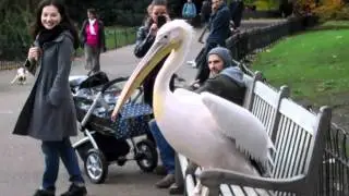 London, St. James Park 10/30/10 & a big pelican