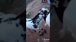 Bakra mandi funny and comedy tik tok video