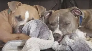 This dog's best friend was abandoned  His dad adopted him and reunited them