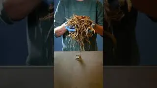 Sea Lamprey - I Bought 1 Million Sea Lampreys