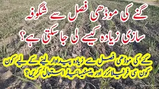 Sugarcane Ratoon/ Modhi Crop Management/Fertilizer Management in Ratoon Sugarcane crop