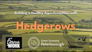 Building a Healthy Ecosystem with Hedgerows