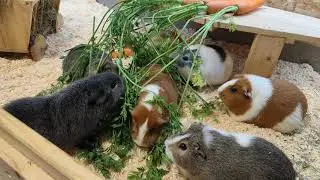 Dürfen Meerschweinchen Möhrengrün fressen ?