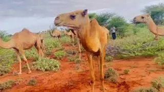 Abwaan faarax laan-jeer iyo silsiladii dhexmartay geelle goray ( DHacdadii xabsiga burco).