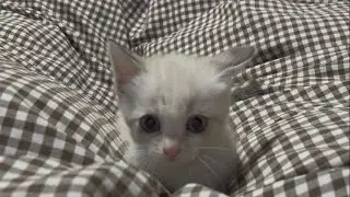 ヤエの話
