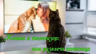 Кошки и телевизор Чем развлечь питомца Cats and TV how to entertain your pet