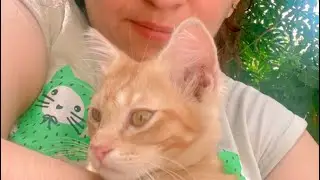 Sending healing vibes to your precious kitten as they recover from their leg injury. 🐱💕