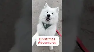 My dog drives a Porsche 🚗💨 #dog #samoyed #adventure #porsche #christmas