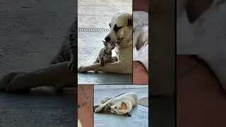 Hoe Zo&igrave; 🐱 zich ontpopt met Kal&iacute; 🐶