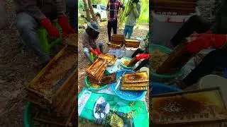 Beekeeper Harvesting Technique Sharing #45 #beekeeping #cambodia #honey