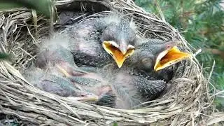 Baby Robins 🧡🧡🧡🧡 ~ Day Seven #babies #babyrobins #americanrobinnest #natureisawesome