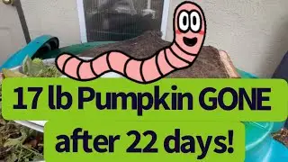 Worms eat 17 lb pumpkin in 22 days!