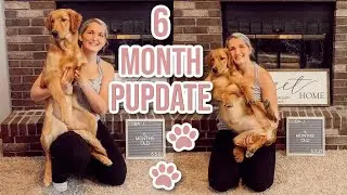 6 Month Old Golden Retriever Puppy Update