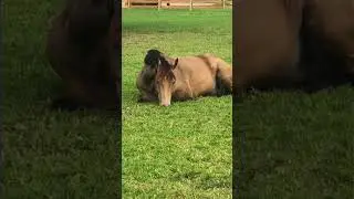 Horse Sleeping In His Green Grass  !   #horse