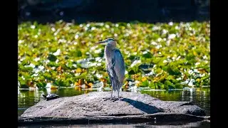 Wapato Park, Tacoma, WA