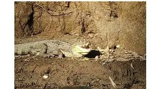 Refugio nacional de vida silvestre ca&ntilde;o negro