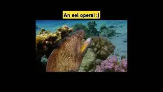 Singing eel opera! #opera #singer